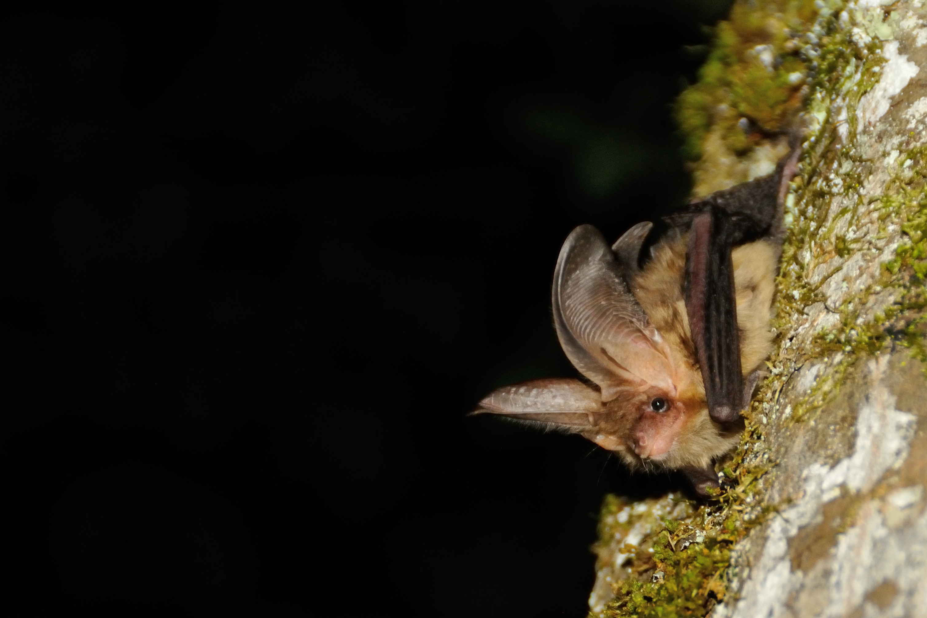 La nuit de la chauve-souris